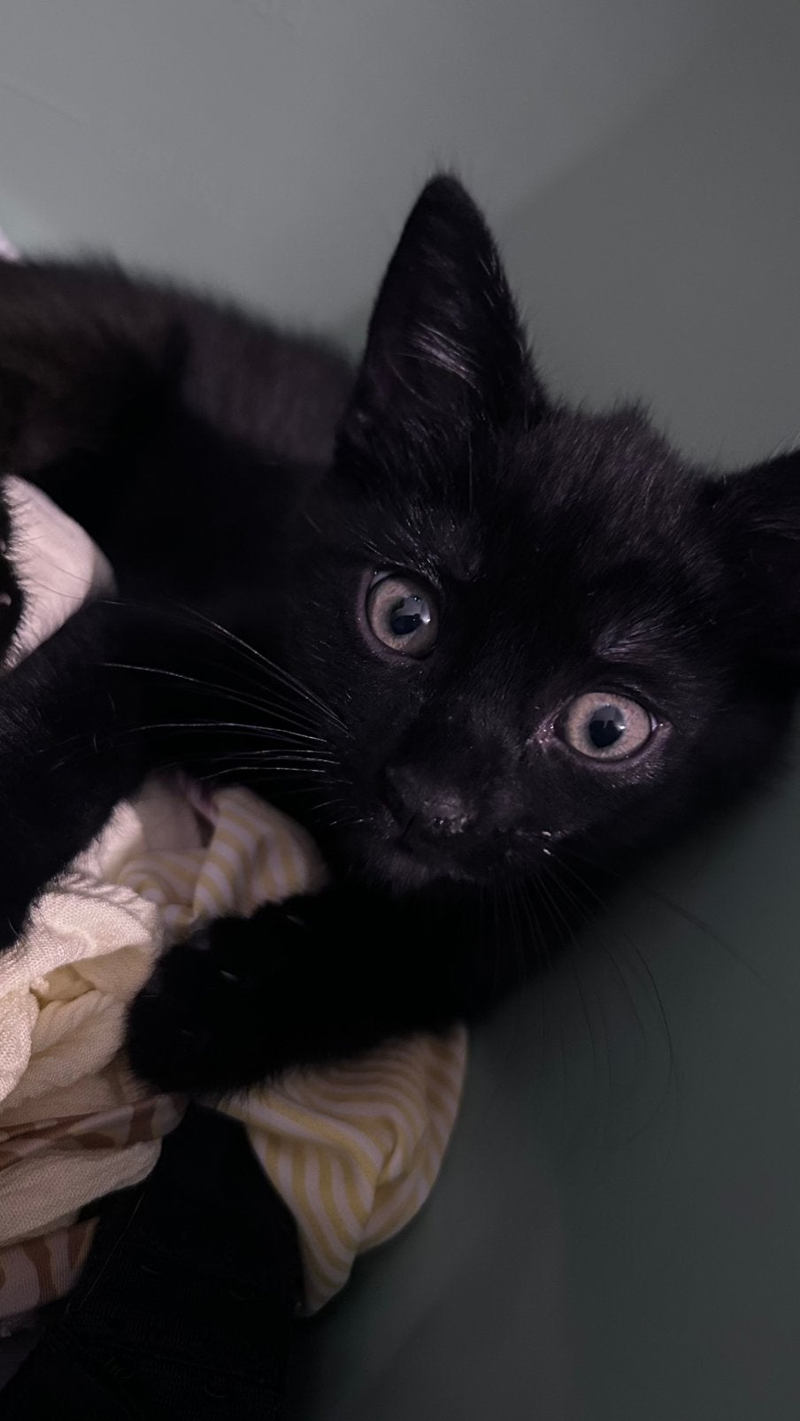 1 zwarte kitten (poes), Poes