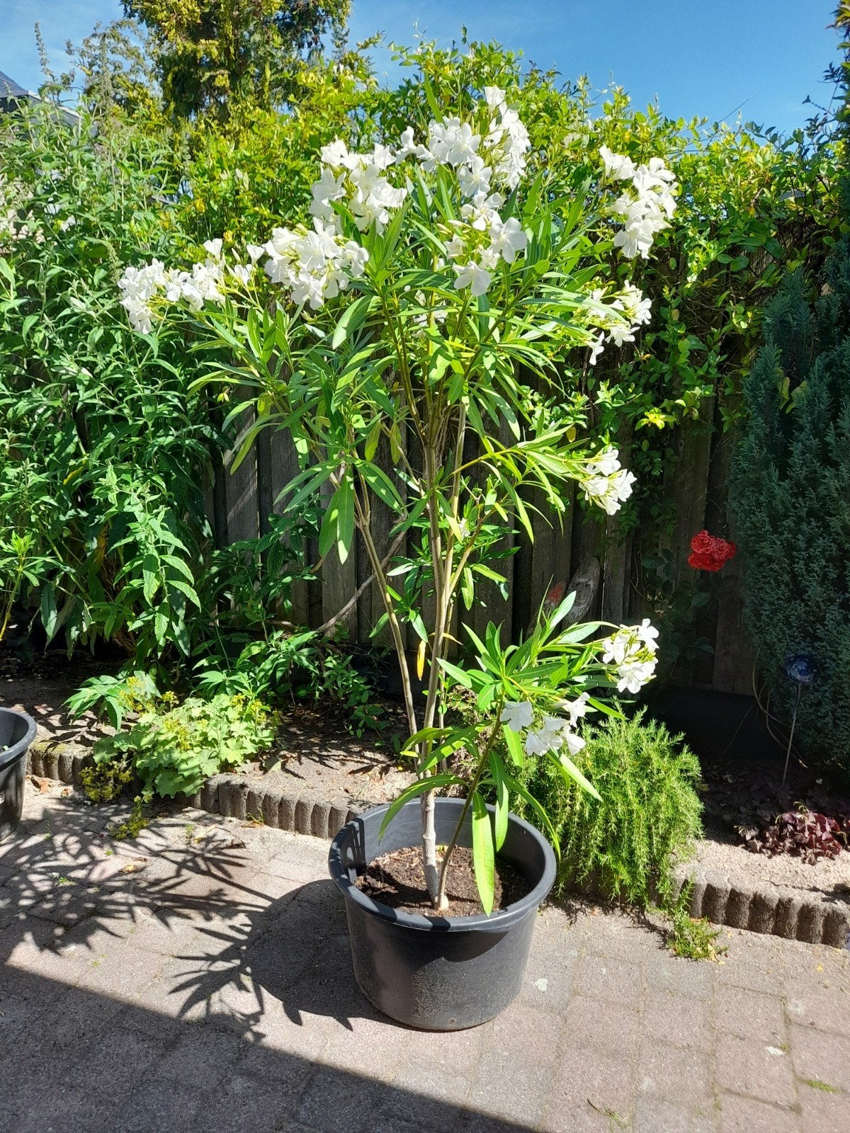 Pracht witte oleander, Overige soorten, 100 tot 250 cm, Zomer, Ophalen