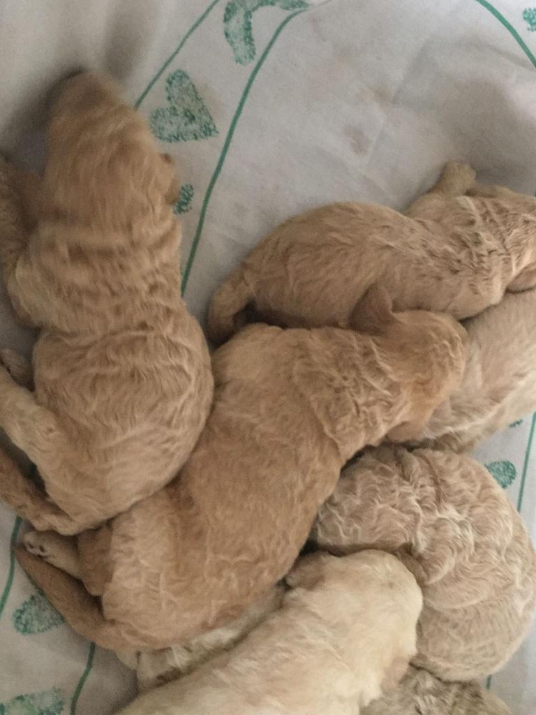 labradoodle pups, Parvo, Overige rassen, 8 tot 15 weken, Meerdere