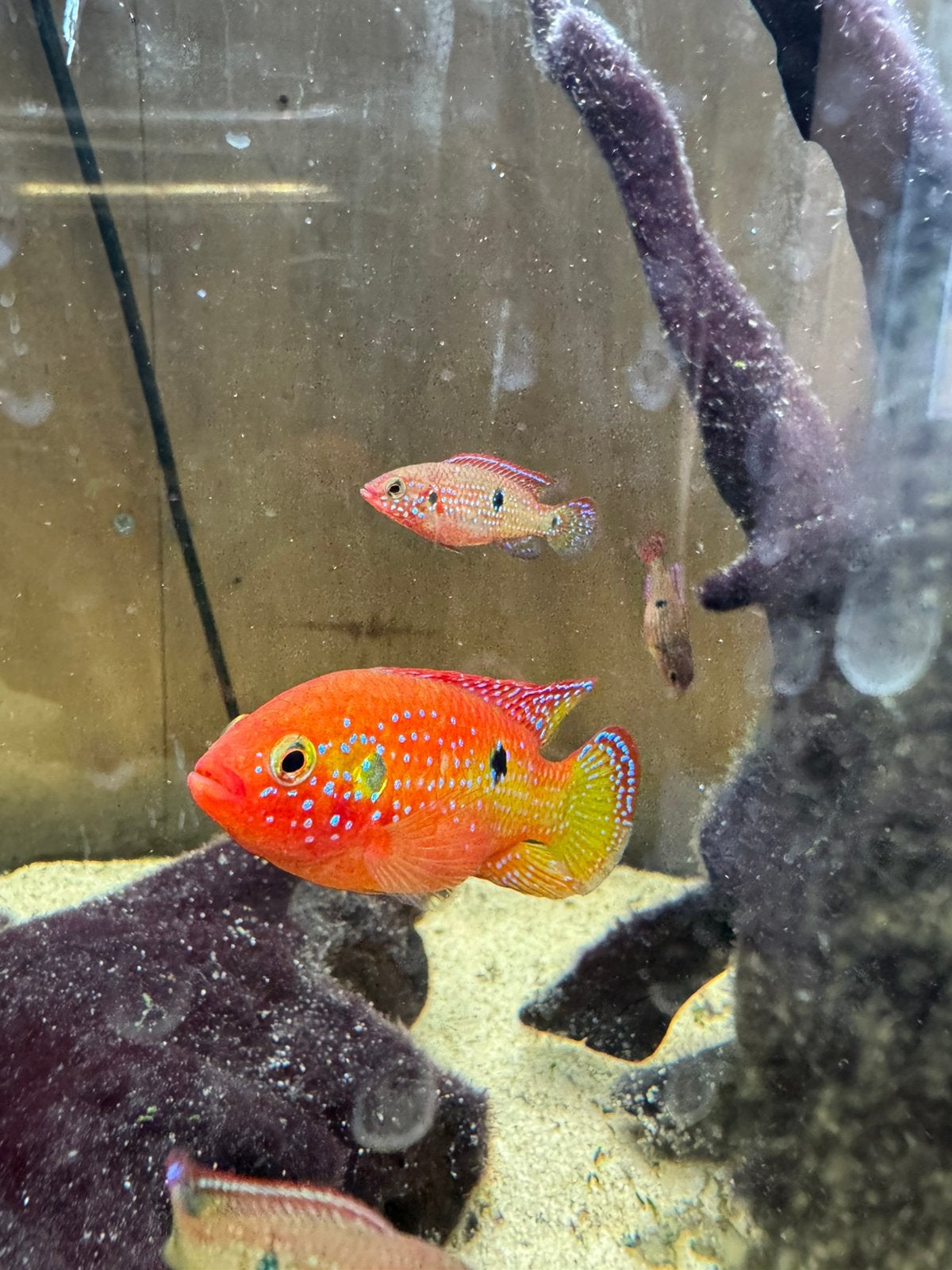 Red acara babys te koop/ruil, Dieren en Toebehoren, Vis