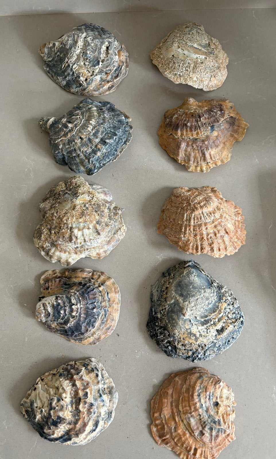10 grote mooie schelpen, Verzamelen, Mineralen en Fossielen, Ophalen of Verzenden, Schelp(en)