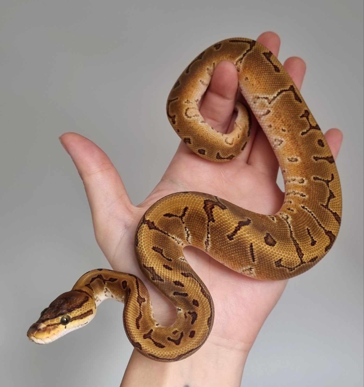 0.1 special enchi pinstripe het piebald koningspython Ball Python photo 3
