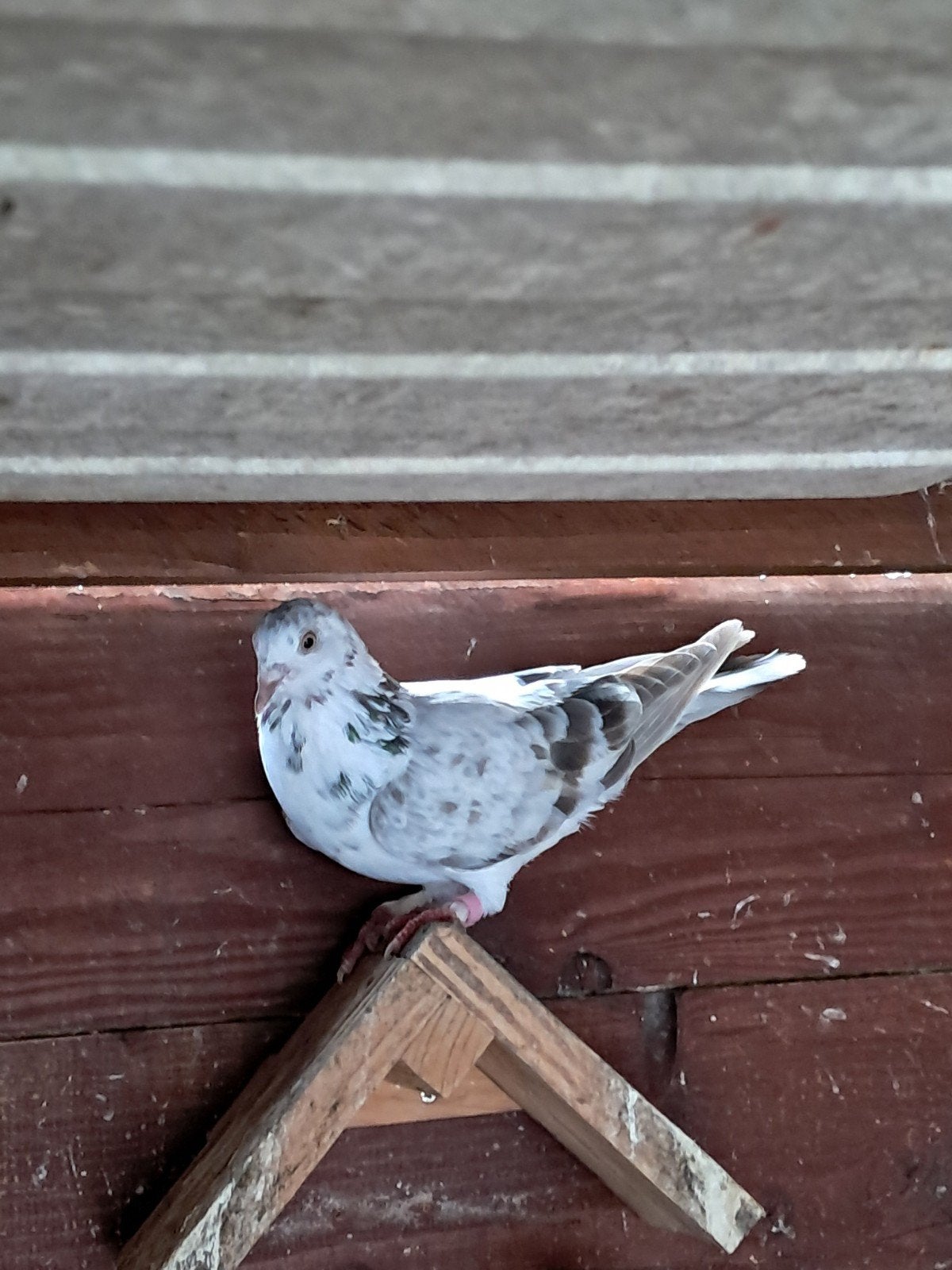 sierduiven, Meerdere dieren, Overige soorten