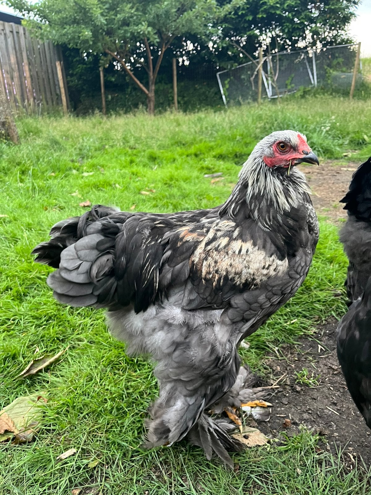3 mooie brahma hanen, Mannelijk, Kip
