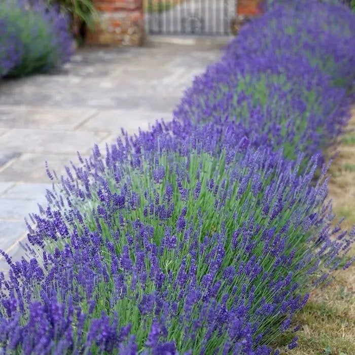 ACTIE: Lavendel blauw in een grote pot., Ophalen of Verzenden, Overige soorten, Volle zon