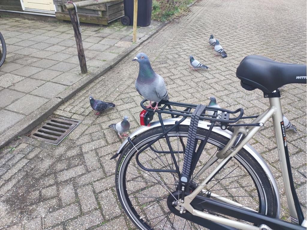 Sparta dames 7 speed erg netjes en goed 61 cm frame, Fietsen en Brommers, Fietsen | Dames | Damesfietsen, Sparta, Niet ingevuld