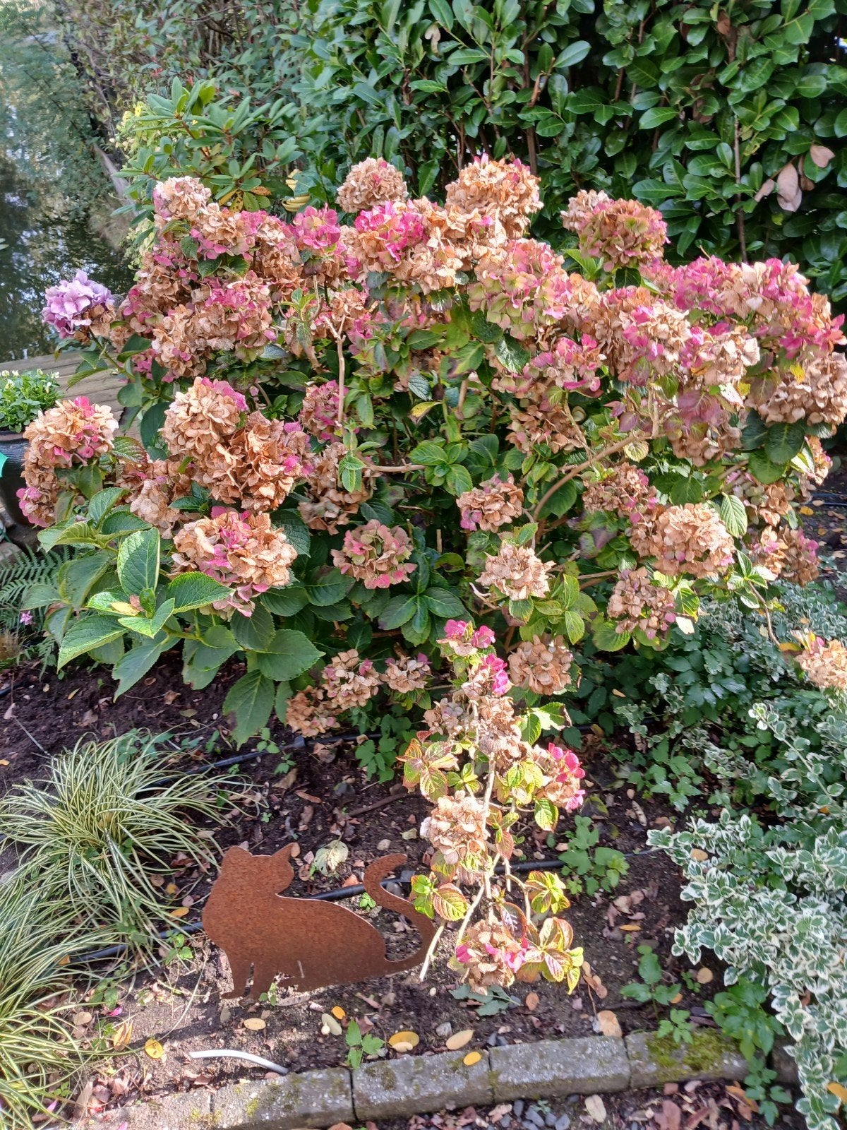 Hortensia's, Ophalen, Vaste plant, Overige soorten, Halfschaduw
