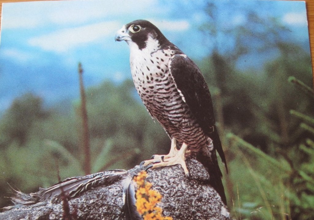 Nieuwe ansichtkaart met afbeelding van een slechtvalk, Verzamelen, Ophalen of Verzenden, 1980 tot heden, Ongelopen, Vogel
