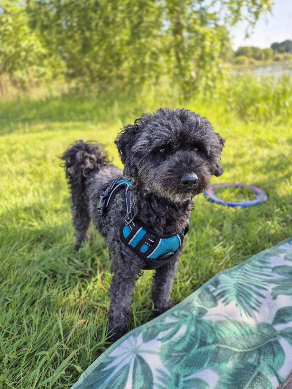 Toy poedel / dwerg poedel dekreu (geeft ook abrikoos door), Dieren en Toebehoren, Reu, Parvo, Eén hond, 3 tot 5 jaar