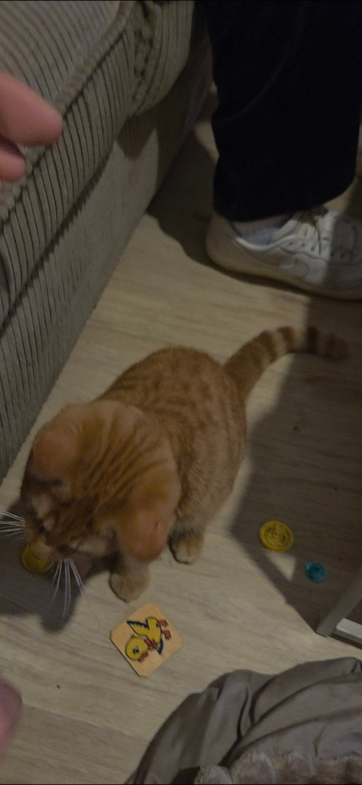 Kitten 10 weken oud, Dieren en Toebehoren, Kater