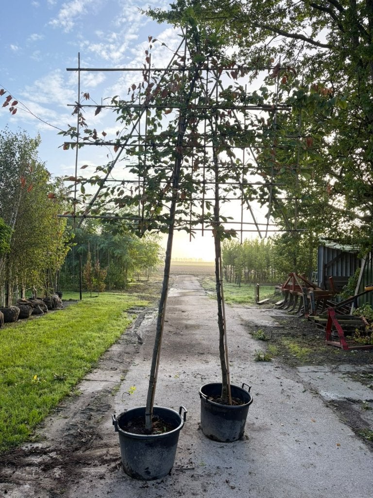 Haagbeuk leivorm outlet, Bloeit niet, Leiboom, 250 tot 400 cm, Ophalen
