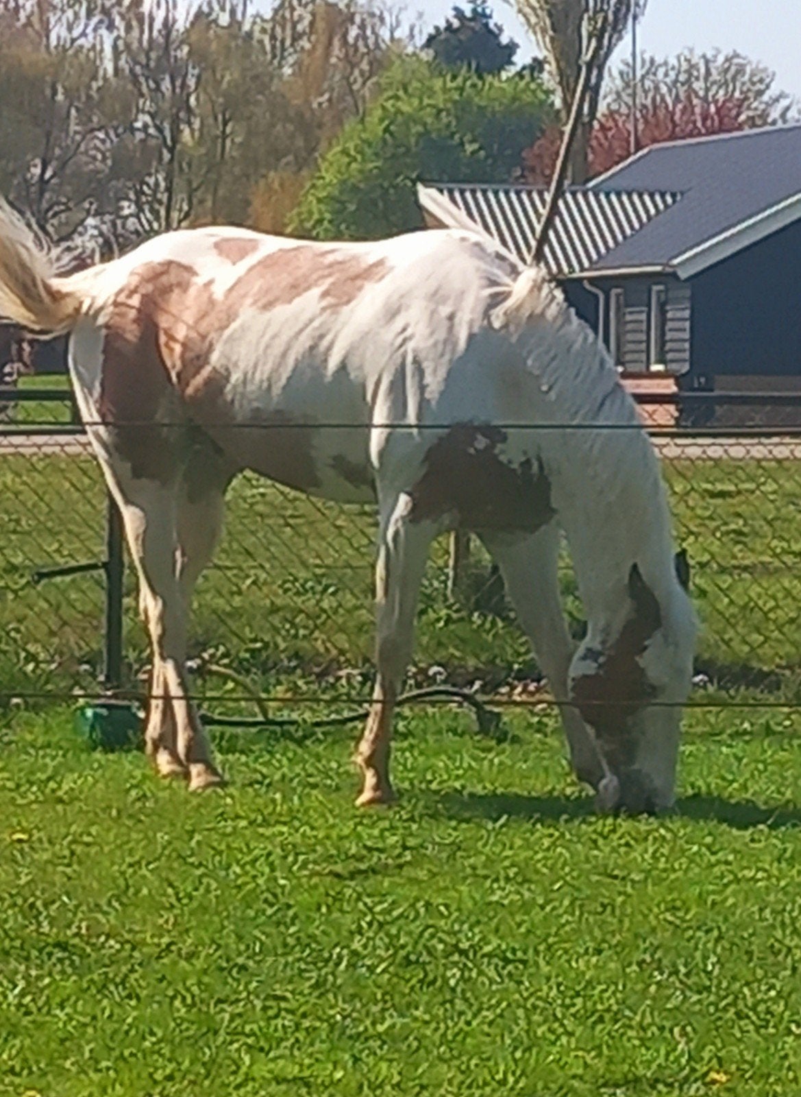 Te koop paint ruin, Dieren en Toebehoren, Paarden, Ruin