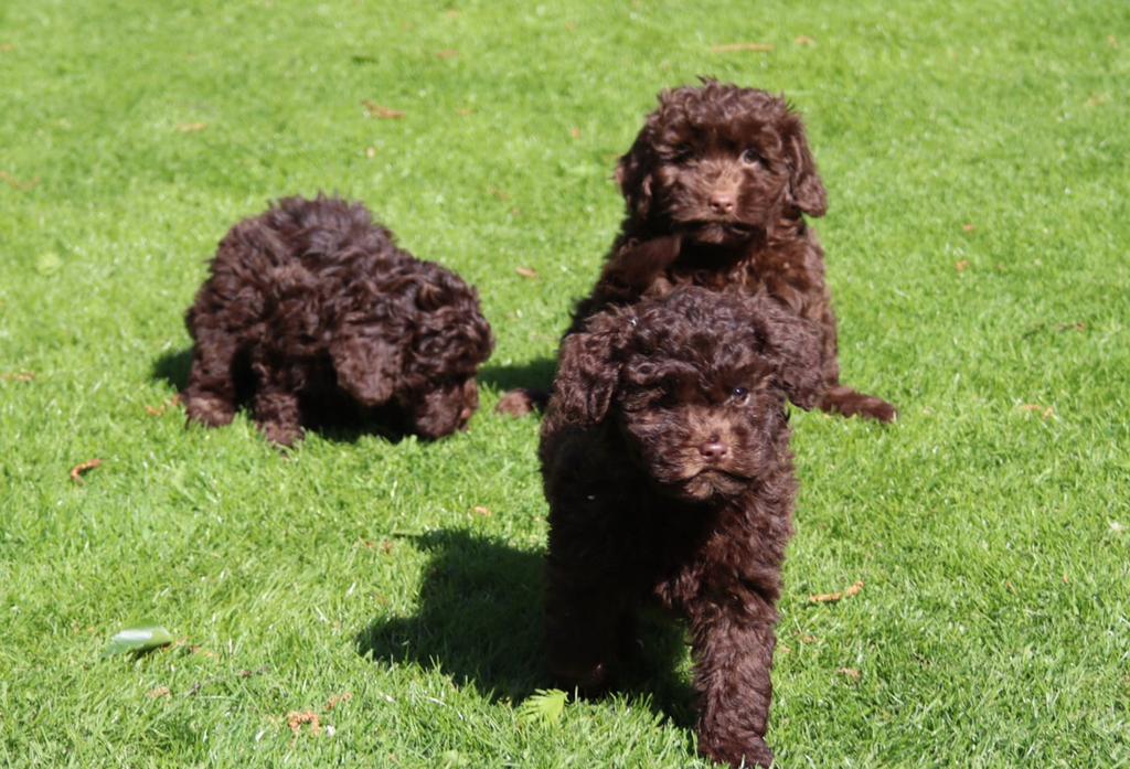 Choco maltipoo pups te koop, Parvo, Nederland, Overige rassen, 8 tot 15 weken