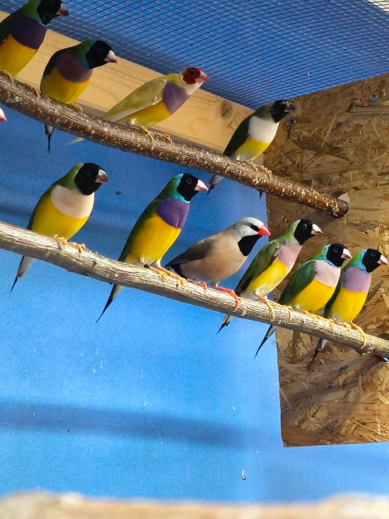 Jonge Gouldamadines te koop, Meerdere dieren
