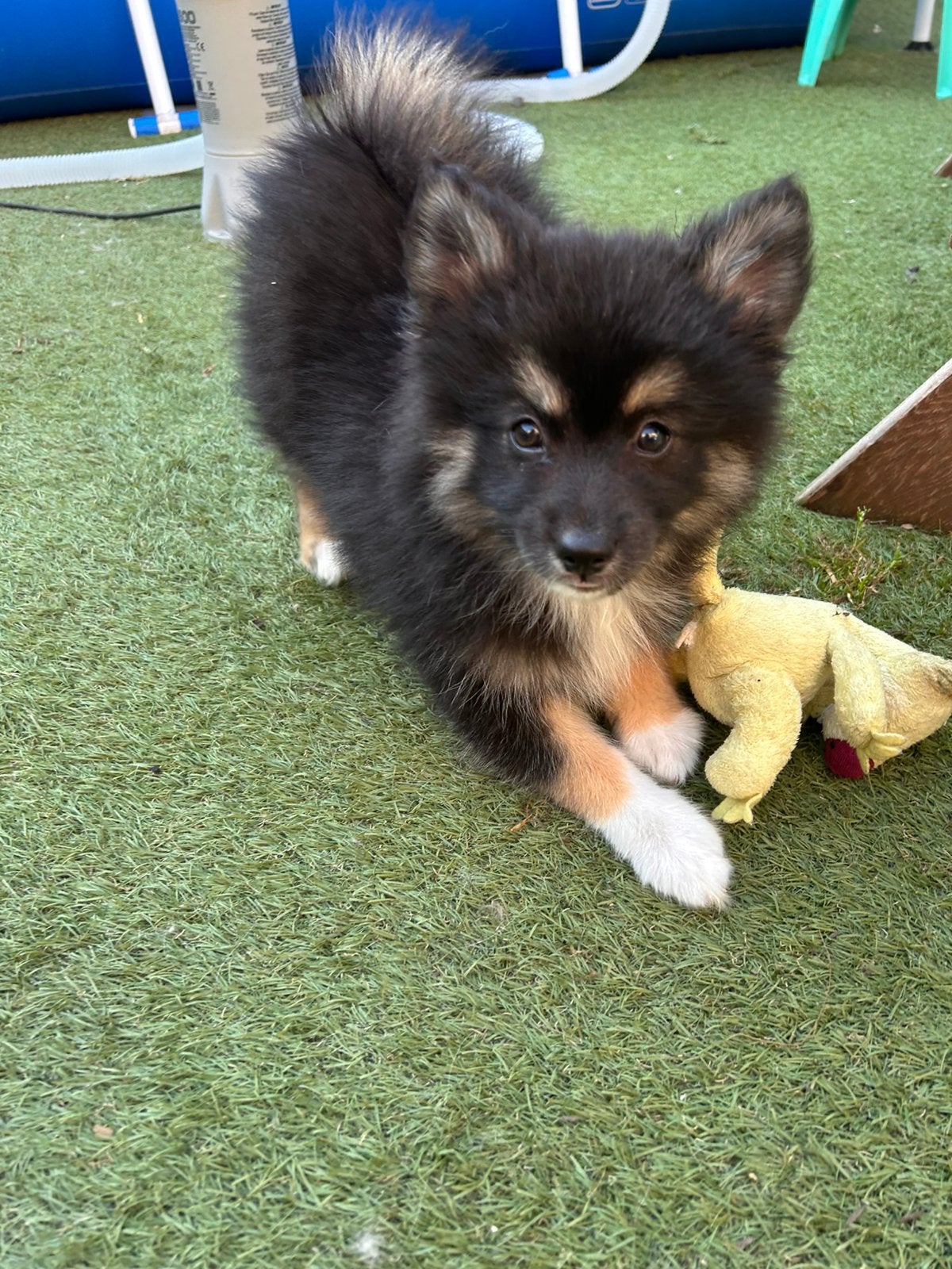 Pomsky, 8 tot 15 weken, Parvo, Meerdere, Meerdere dieren