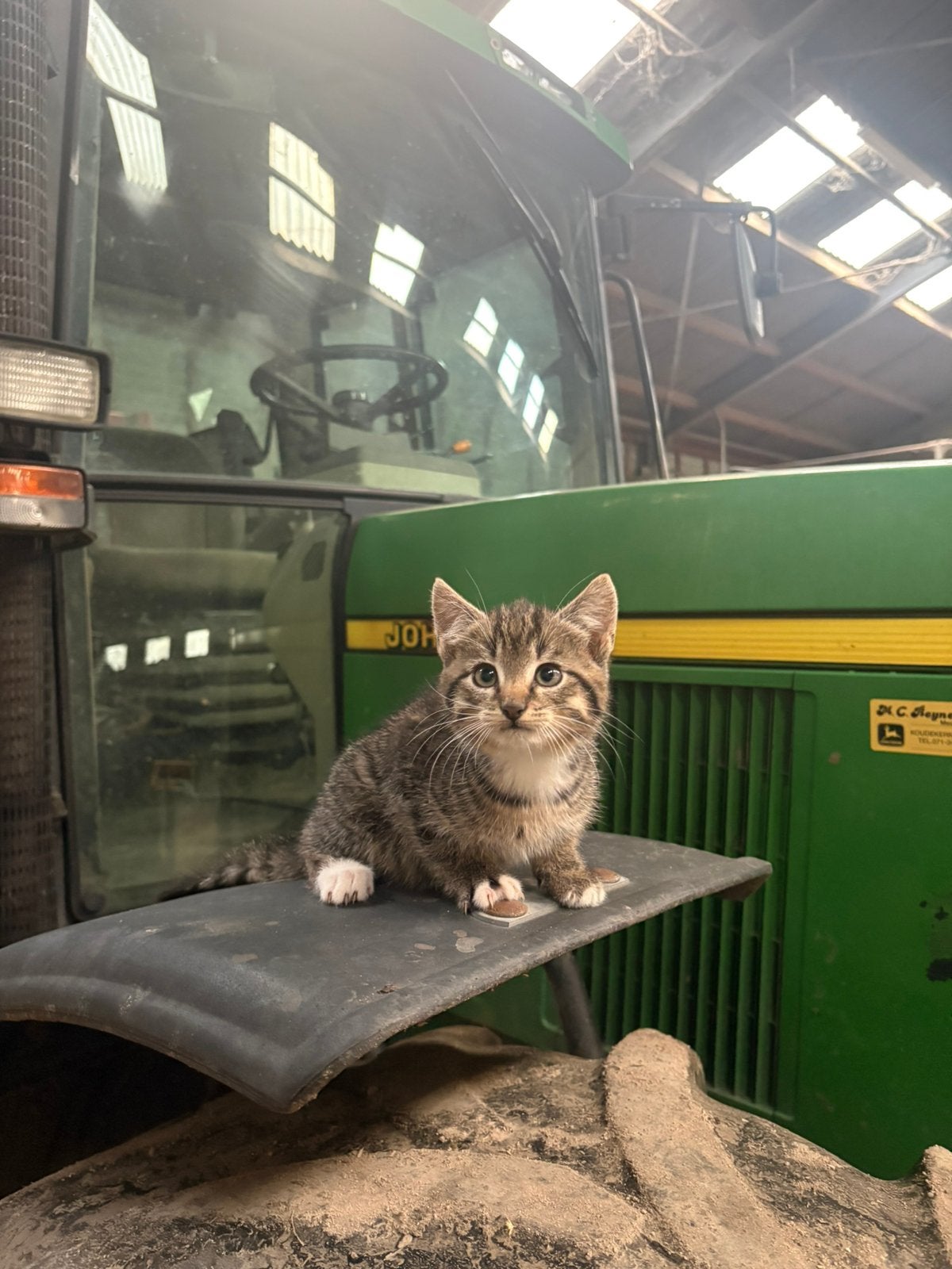 3 katers en 3 poesjes, Meerdere dieren, Kortharig, 0 tot 2 jaar