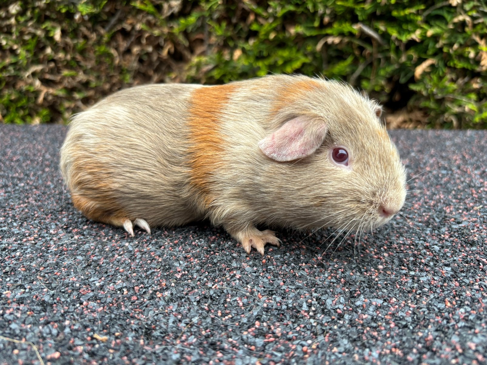 Gladharige cavia beer (3 maand), Dieren en Toebehoren, Knaagdieren, April, Mannelijk, Cavia