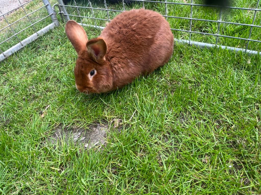 Te koop mooie grote konijnen, Mannelijk, Groot