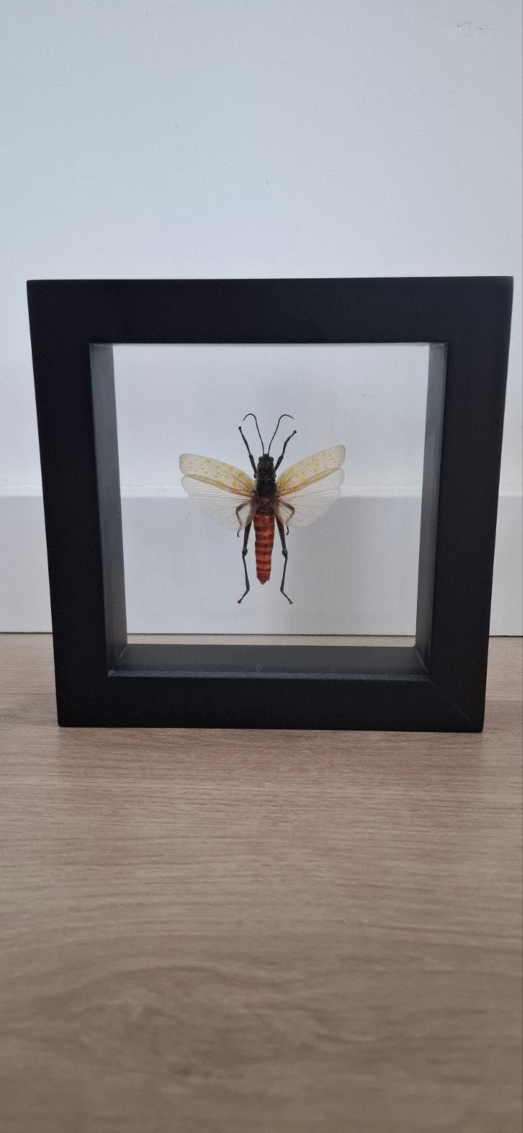 Opgezette insect in lijst - decoratief object, Ophalen of Verzenden, Zo goed als nieuw, Insect, Opgezet dier