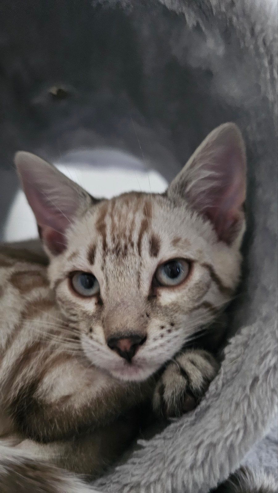 Nog 1 prachtig bengaals snow kitten met stamboom, Dieren en Toebehoren, Poes, Met stamboom, 0 tot 2 jaar