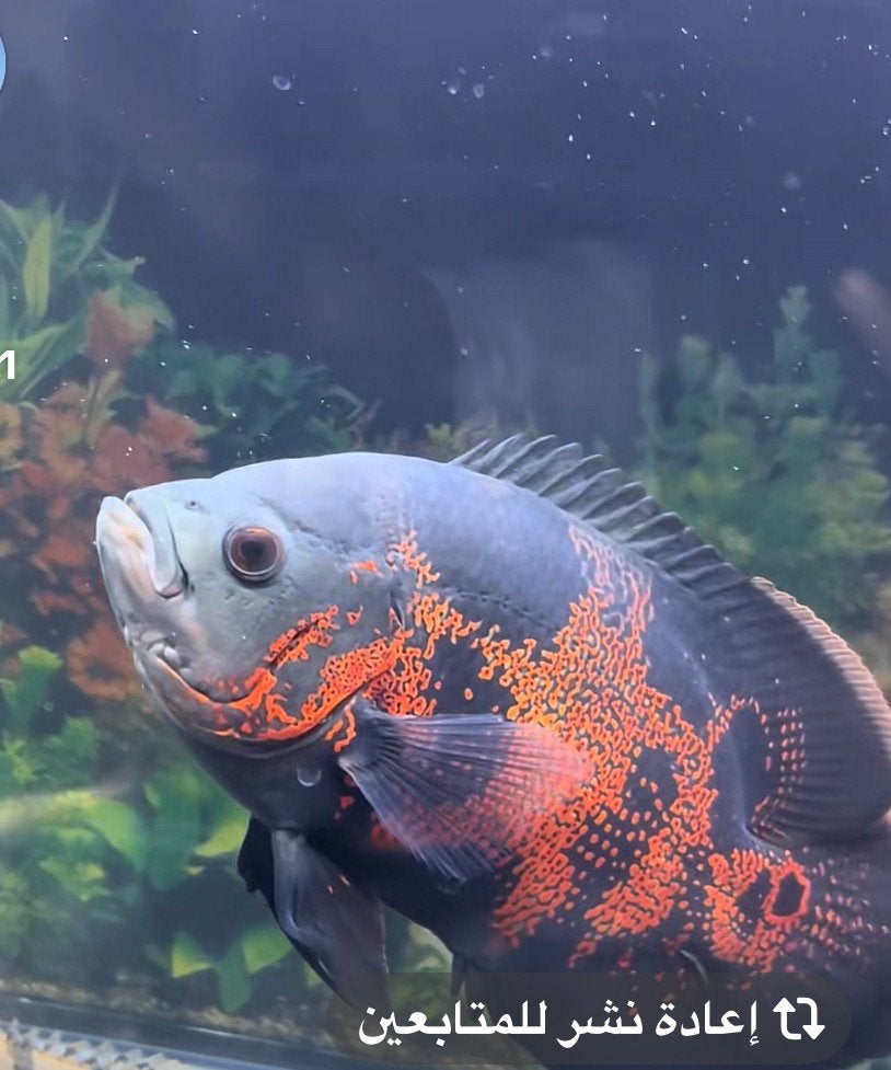 30cm oscar vissen 2stuk, Vis
