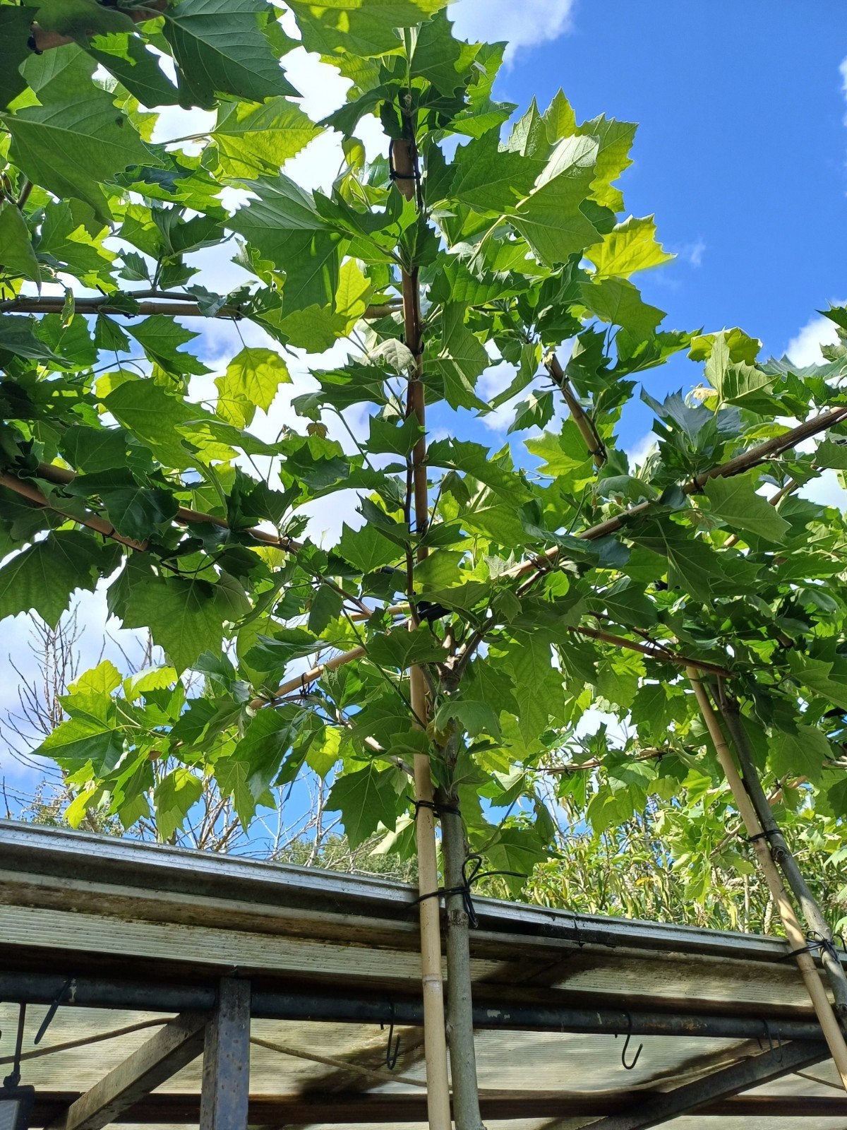 Aanbieding mooie dakplatanen., Tuin en Terras, Ophalen, In pot, Volle zon, Overige soorten