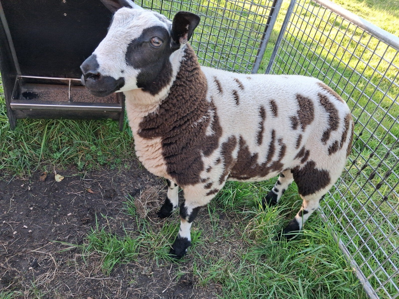 bonte ramlam., Dieren en Toebehoren, Mannelijk, Schaap, 0 tot 2 jaar