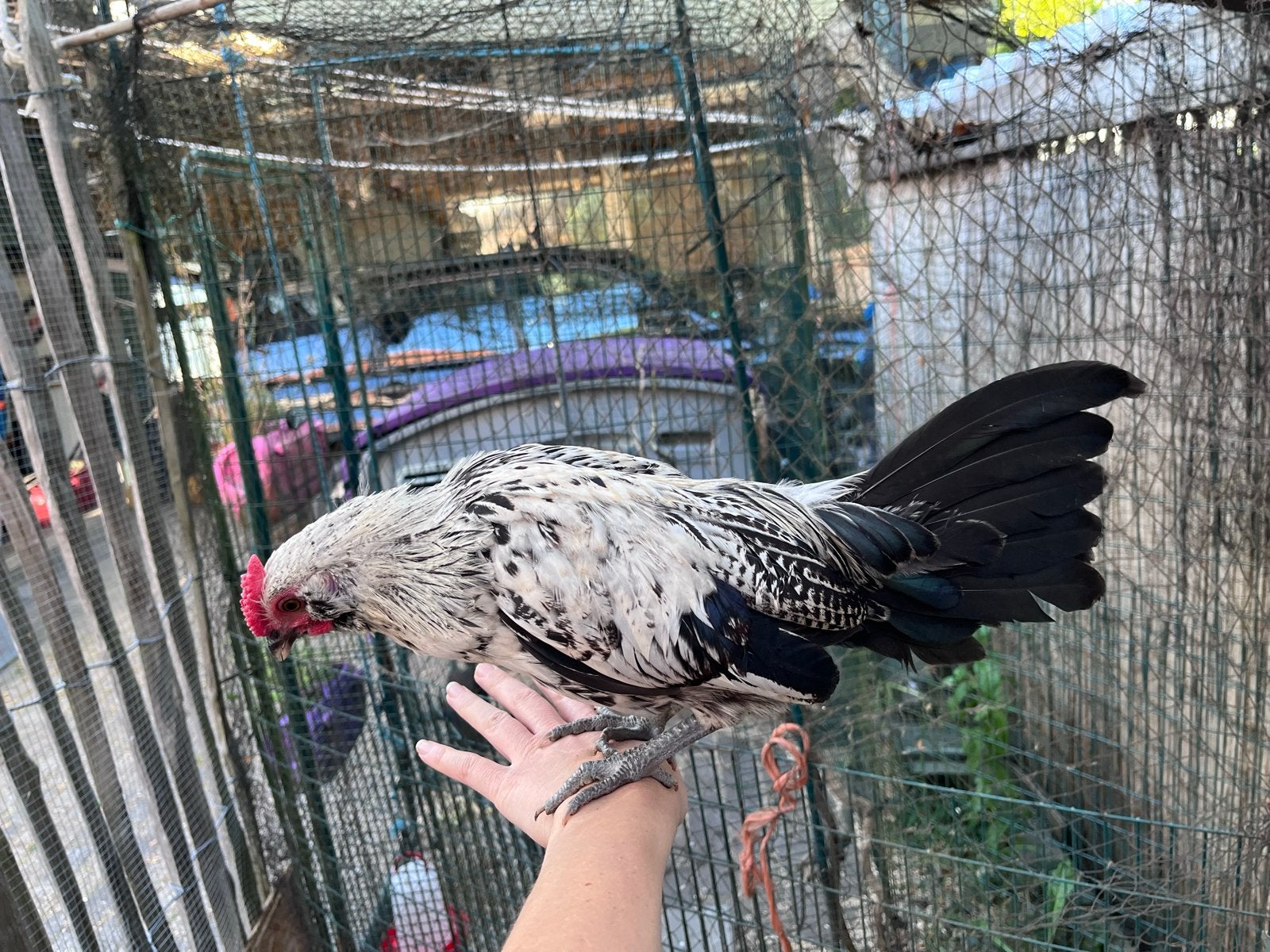 💚 Knappe jonge kriel haan zoekt fijn huis, wordt bezorgd ♥️, Dieren en Toebehoren, Mannelijk, Kip
