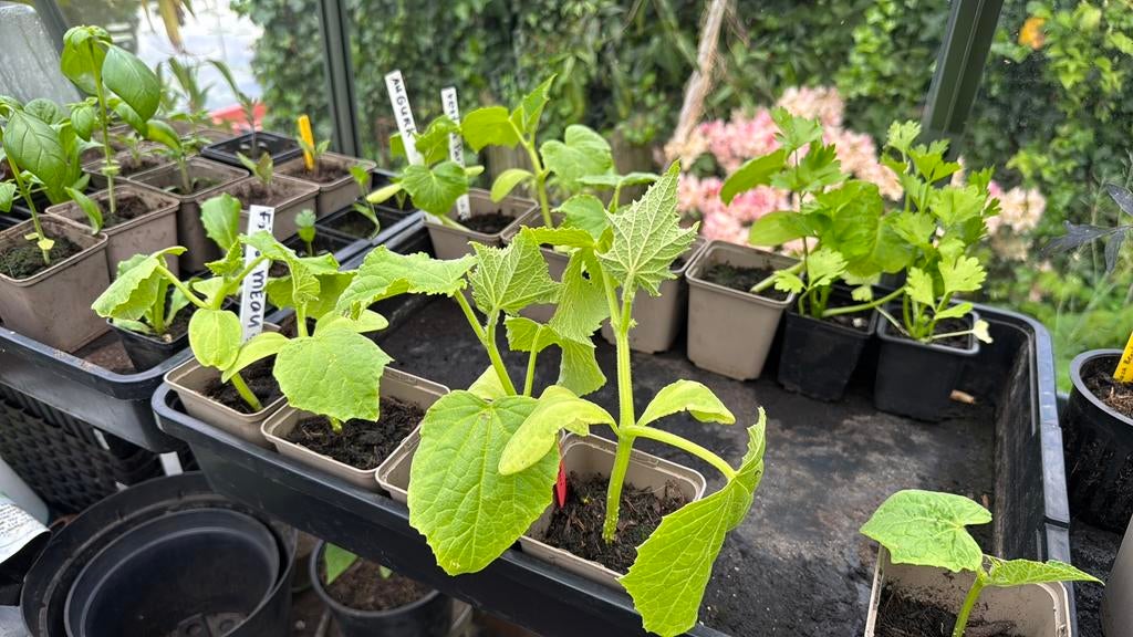 Augurk, Tuin en Terras, Ophalen, Volle zon, Groenteplanten, Eenjarig