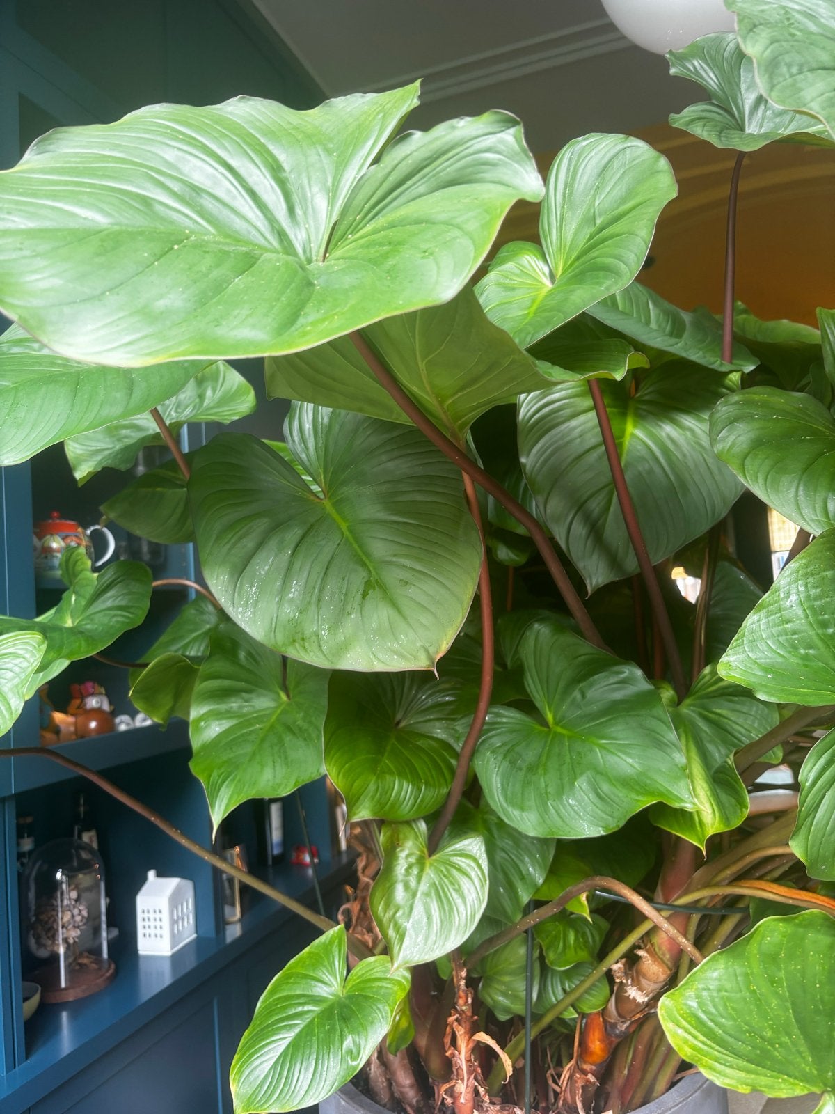 Grote Homalomena Rubescens Maggy - 1.5m hoog, Huis en Inrichting, Ophalen, Overige soorten, Halfschaduw, In pot
