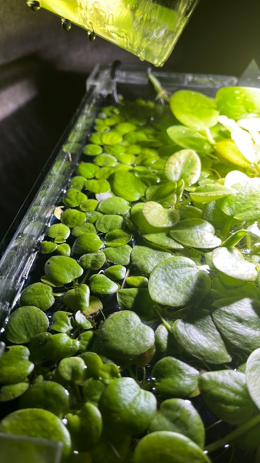 Limnobium laevigatum 10/12 voor € 1,50, Ophalen of Verzenden, Zo goed als nieuw, Plant(en), Steen of Hout