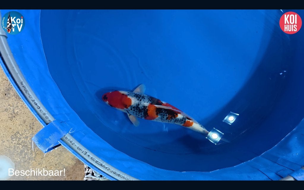 Japanse koi koihunt, Karper of Koi