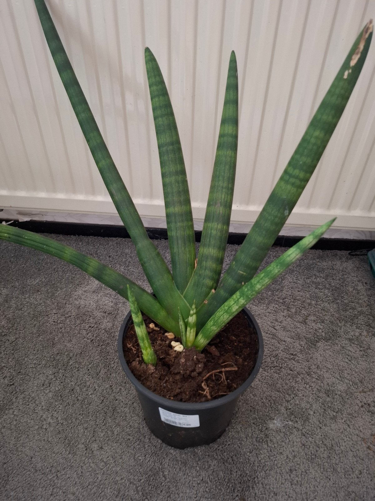 kamerplant sanseveria cylindrica, Ophalen, Overige soorten, Volle zon