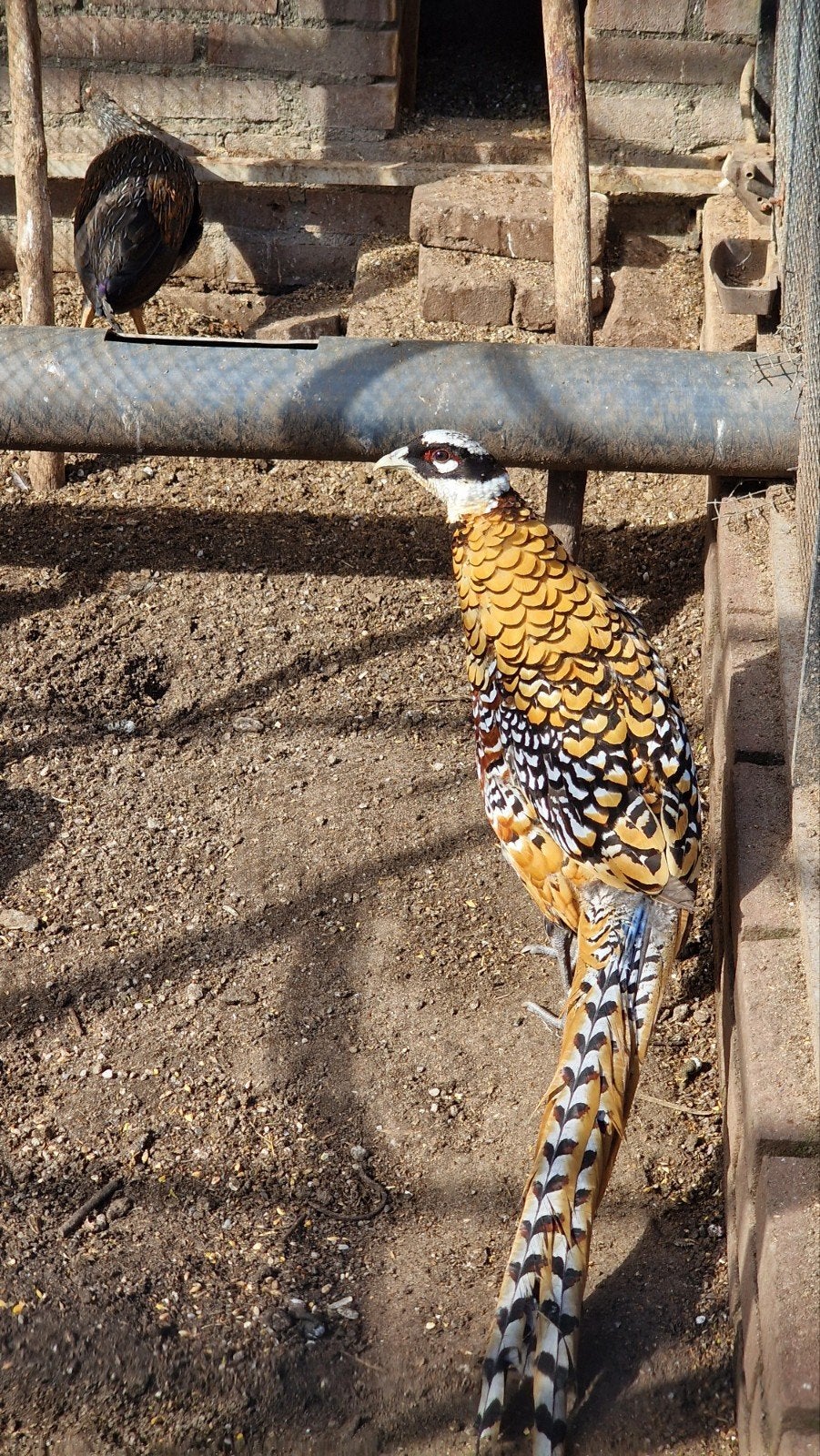 koningsfazanten 2026 volgroeid en op kleur, Dieren en Toebehoren, Meerdere dieren, Overige soorten