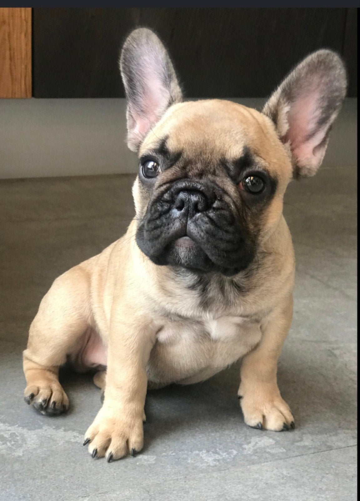 Gezocht; franse bulldog pup (fawn/blue grey), Parvo, 8 tot 15 weken, Teef, Bulldog
