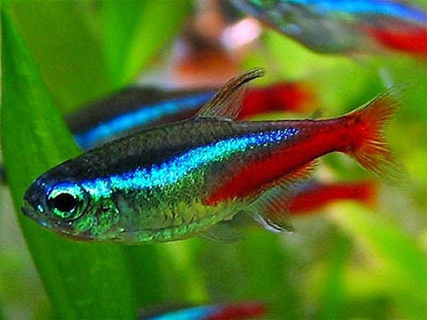 Neon Tetra - Neontetra bij Koidreams in Valburg
