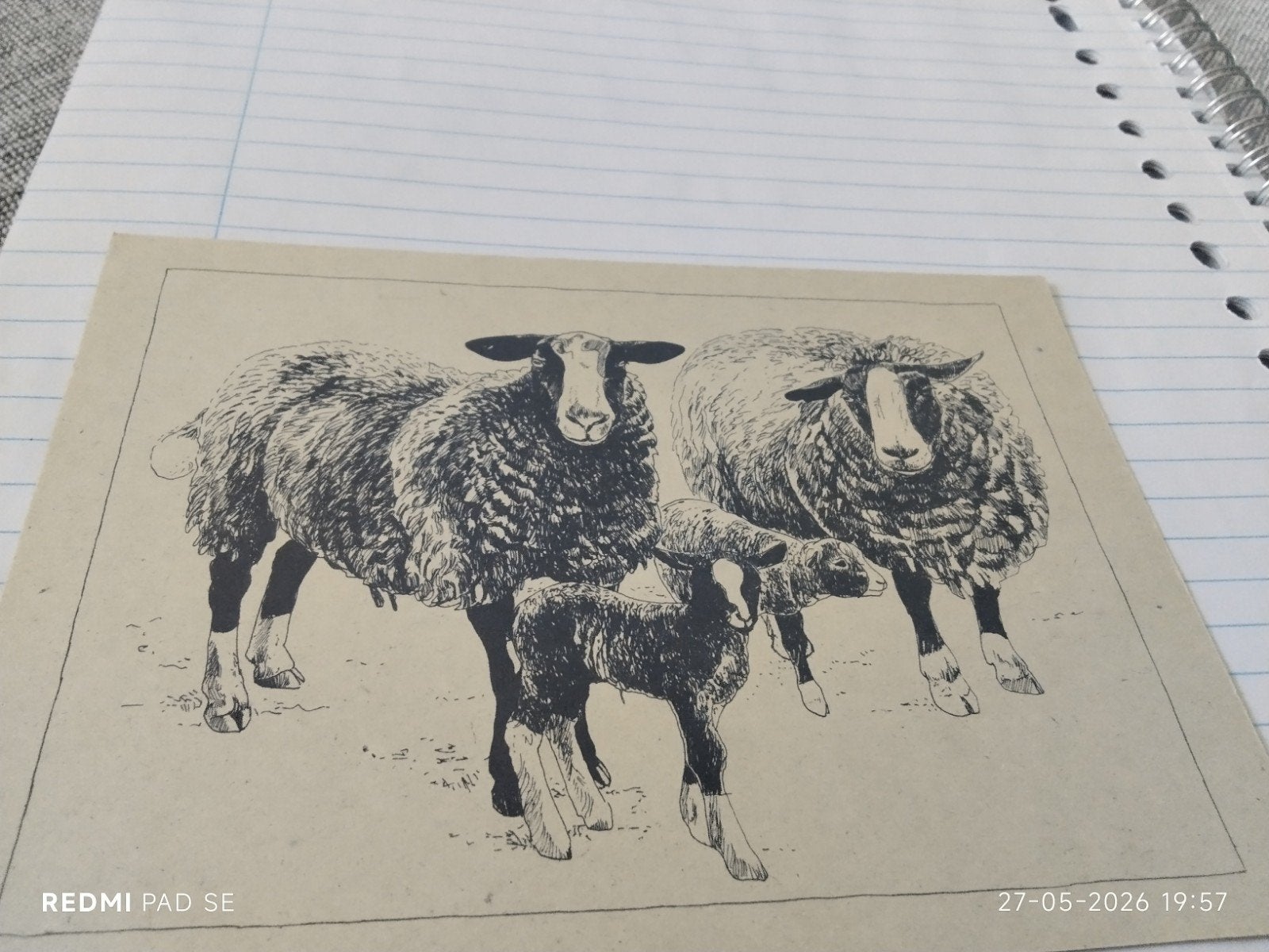 Zwartbles schapen: ooi met lammeren en ram - Ansichtkaart, Ophalen of Verzenden, 1980 tot heden, Ongelopen, Groningen