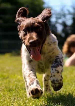 Prachtige Stabij  Cocker Spaniel pups, Parvo, Nederland, 8 tot 15 weken, Meerdere