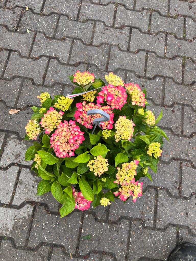 Hangplant of tafelplant Hortensia met veel bloemen, Tuin en Terras, Planten | Tuinplanten, Vaste plant, Halfschaduw, Zomer, Ophalen