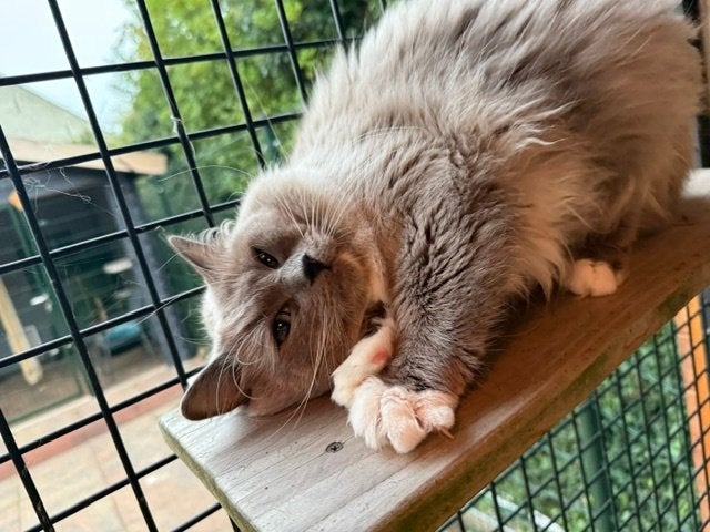 Dekkater Ragdoll Blue Mink Mitted TE KOOP met stamboom, 0 tot 2 jaar