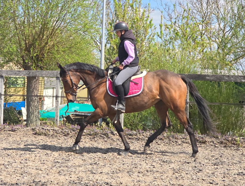 Super vrolijke werkwillige 8jarige merrie (2018) 164cm, Merrie, Dressuurpaard