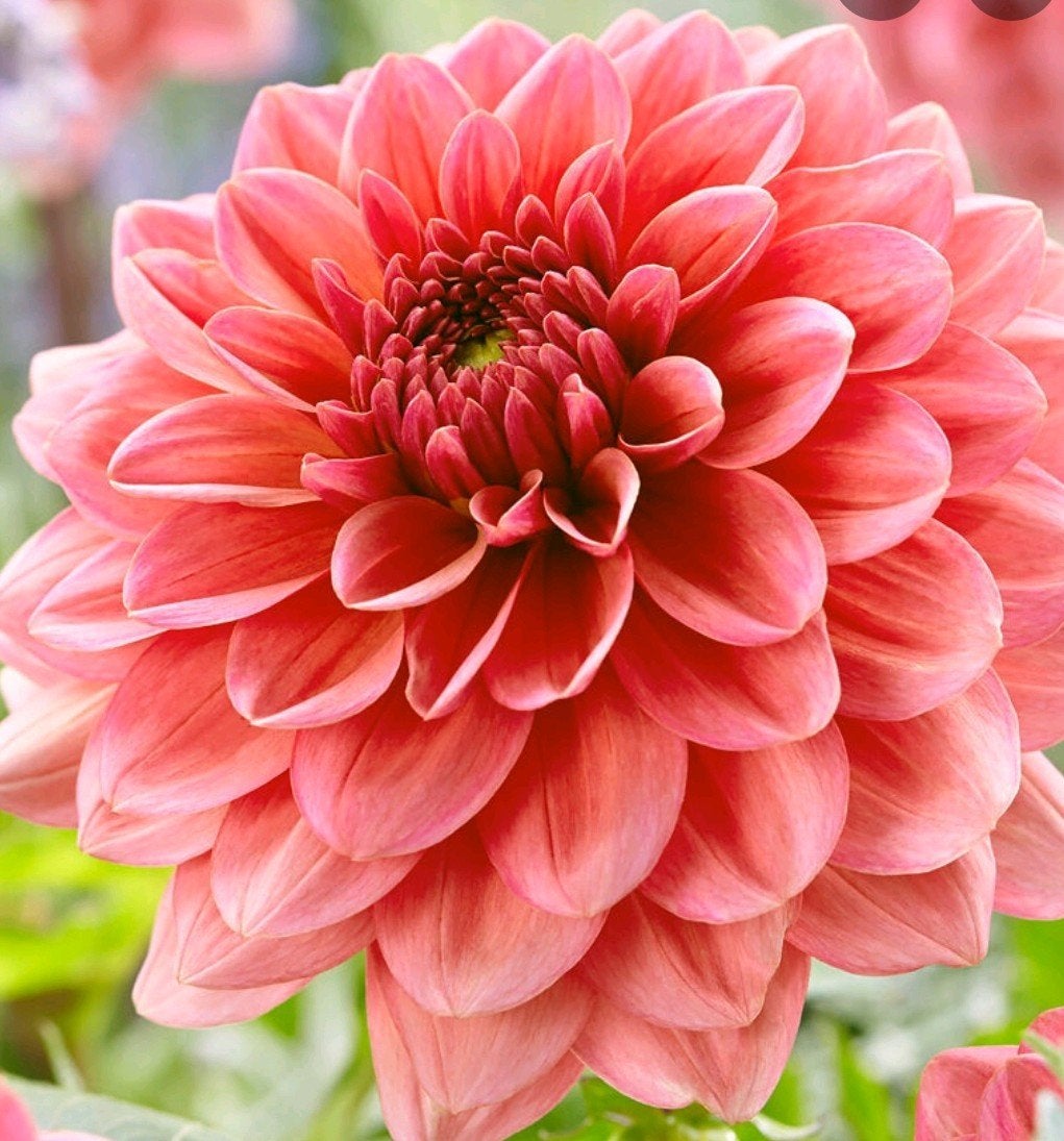 Dahlia Salmon Runner tuinplant, Tuin en Terras, Bloembollen en Zaden, Ophalen, Volle zon, Knol