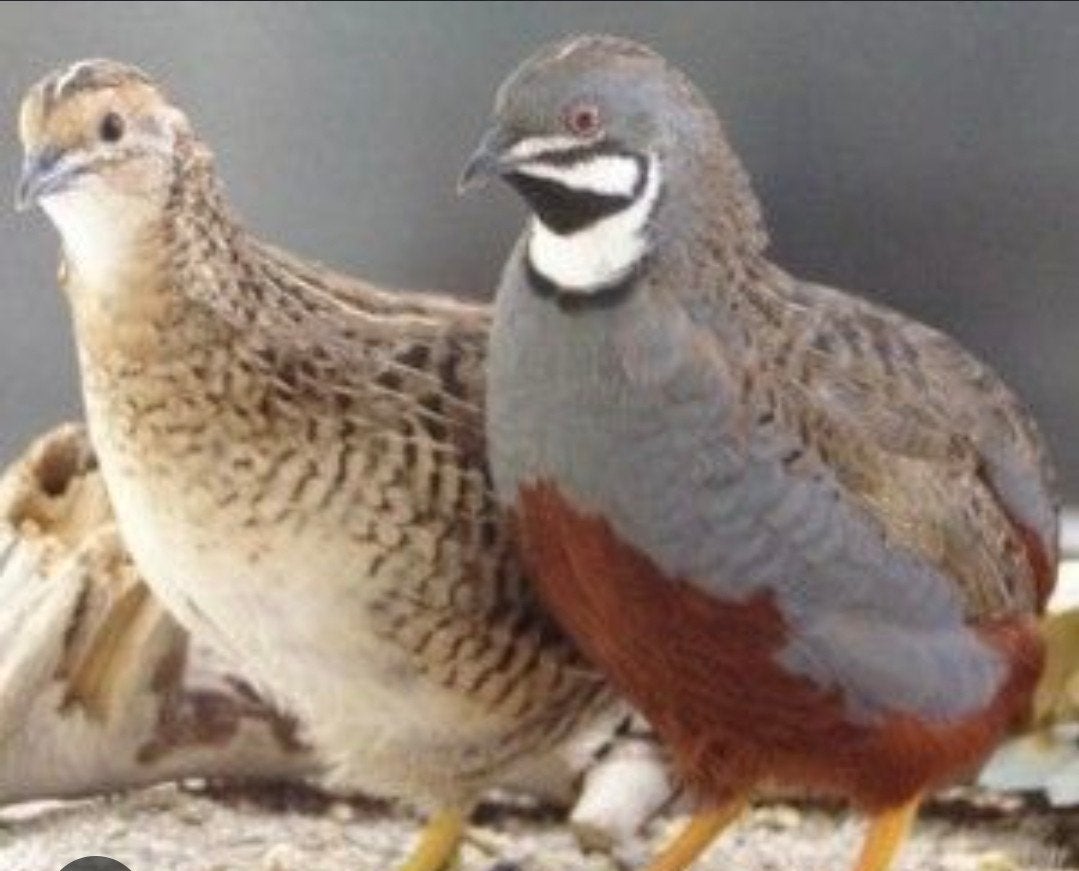 koppel, Dieren en Toebehoren, Meerdere dieren