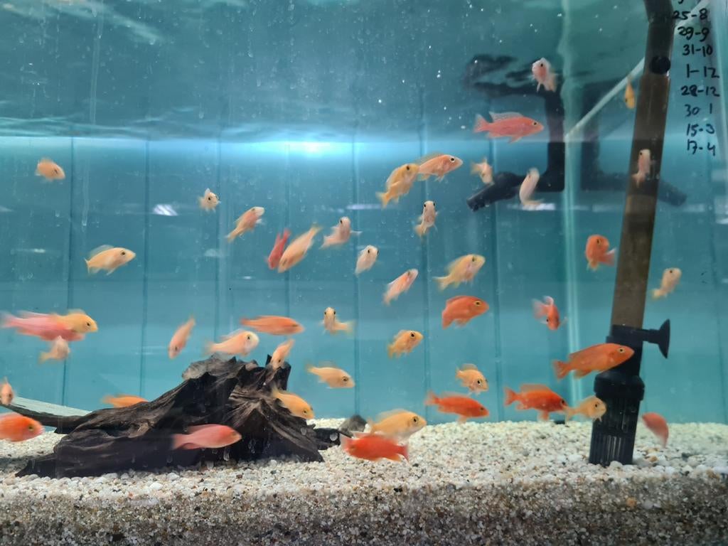 Aulonocara Dragon Blood Malawi Cichliden, Dieren en Toebehoren, Vissen | Aquariumvissen, Vis, Zoetwatervis