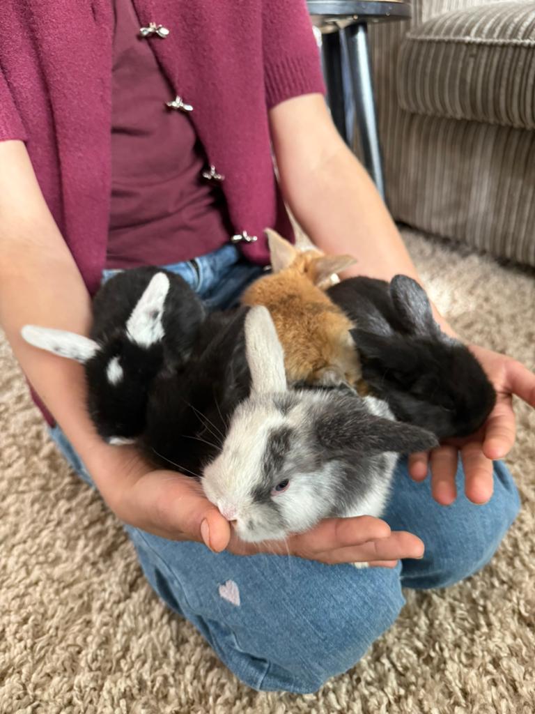 wachtlijst: Dwerghangoortjes baby konijntjes, tam, hangoor, Dieren en Toebehoren, Konijnen, Meerdere dieren, Dwerg, Hangoor, 0 tot 2 jaar