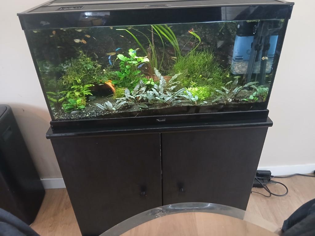 Groot Aquarium plus kast, Dieren en Toebehoren, Ophalen, Inclusief vissen, Zo goed als nieuw, Gevuld zoetwateraquarium