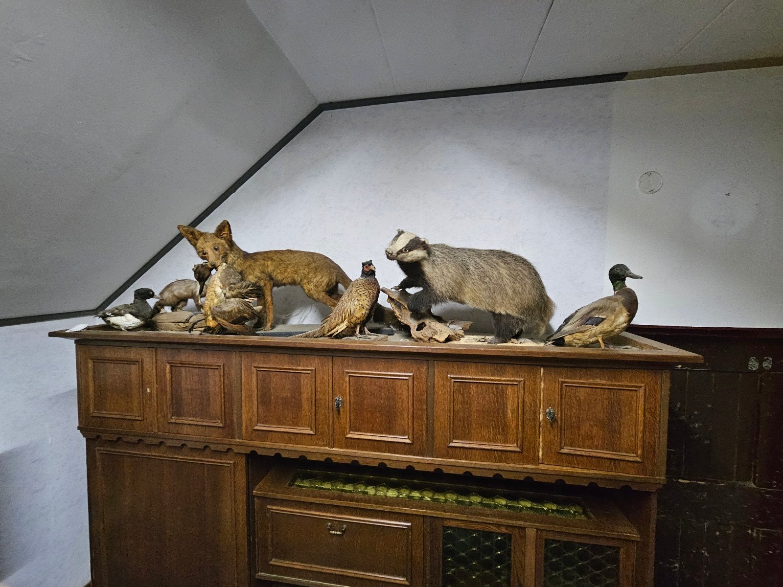 Diverse opgezette dieren: Das, fazant, eend marter en vos, Verzamelen, Dierenverzamelingen, Ophalen, Gebruikt, Wild dier, Opgezet dier