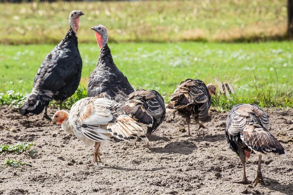 Jonge kalkoenen, Dieren en Toebehoren, Pluimvee, Meerdere dieren, Kalkoen