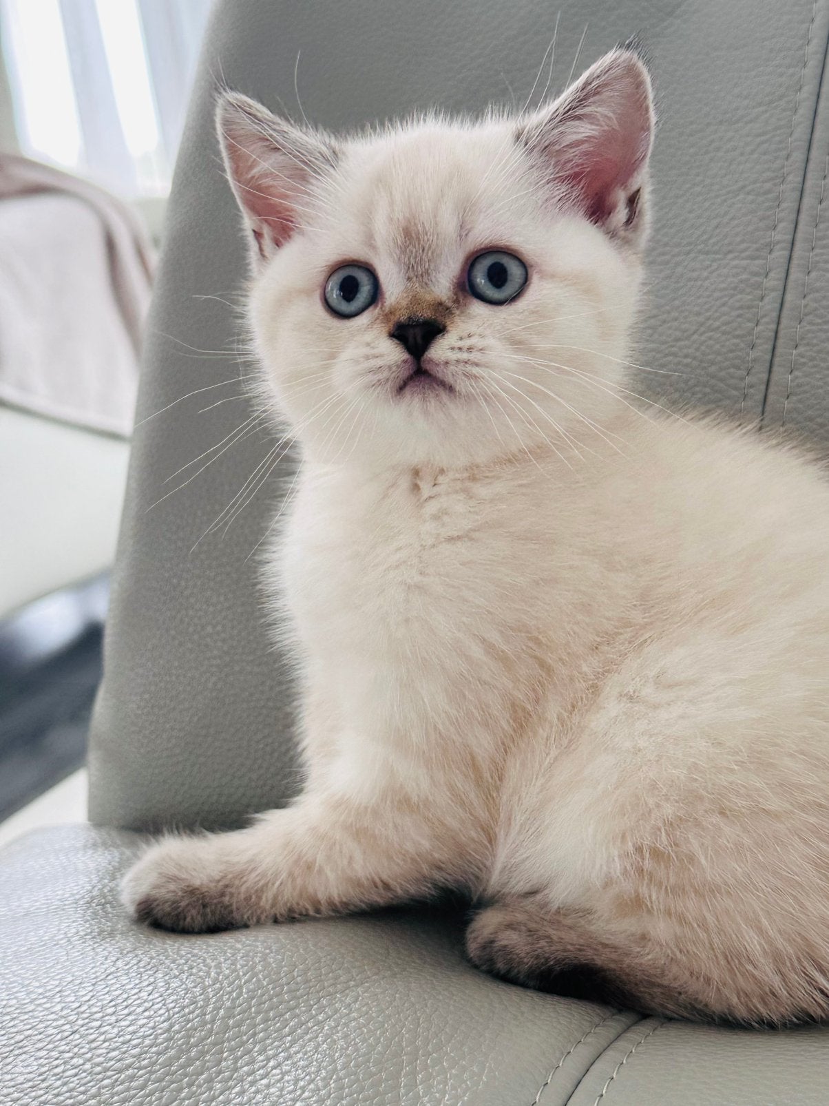 Britse korthaar kittens 100% raszuiver, Meerdere dieren, Ontwormd, 0 tot 2 jaar