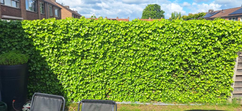 GRATIS Hedera hagen (8 stalen schermen, 200x200), Ophalen, Bloeit niet, Klimplanten, Halfschaduw